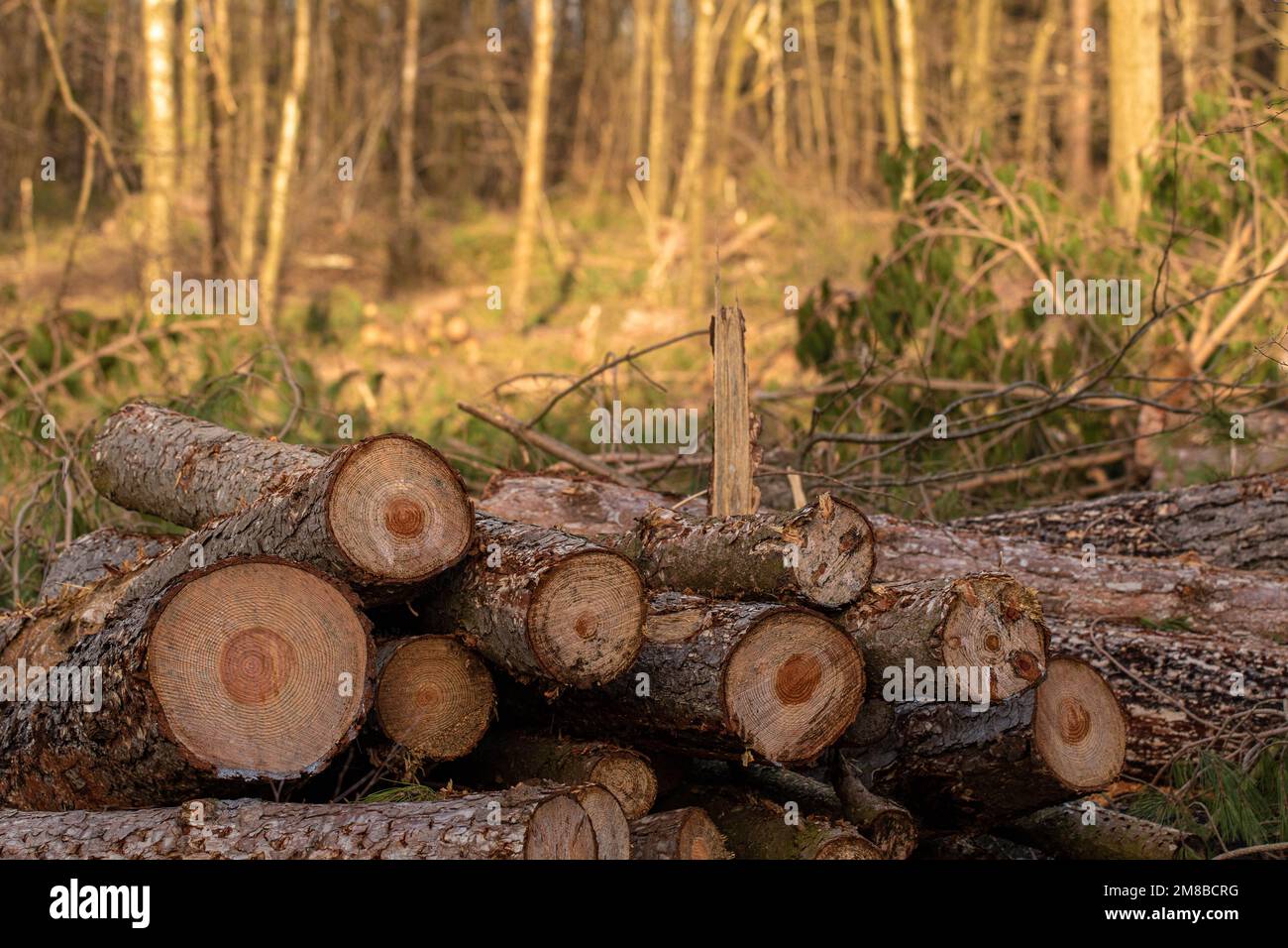 Mucchio di tronchi tagliati nella foresta in un giorno d'autunno Foto Stock