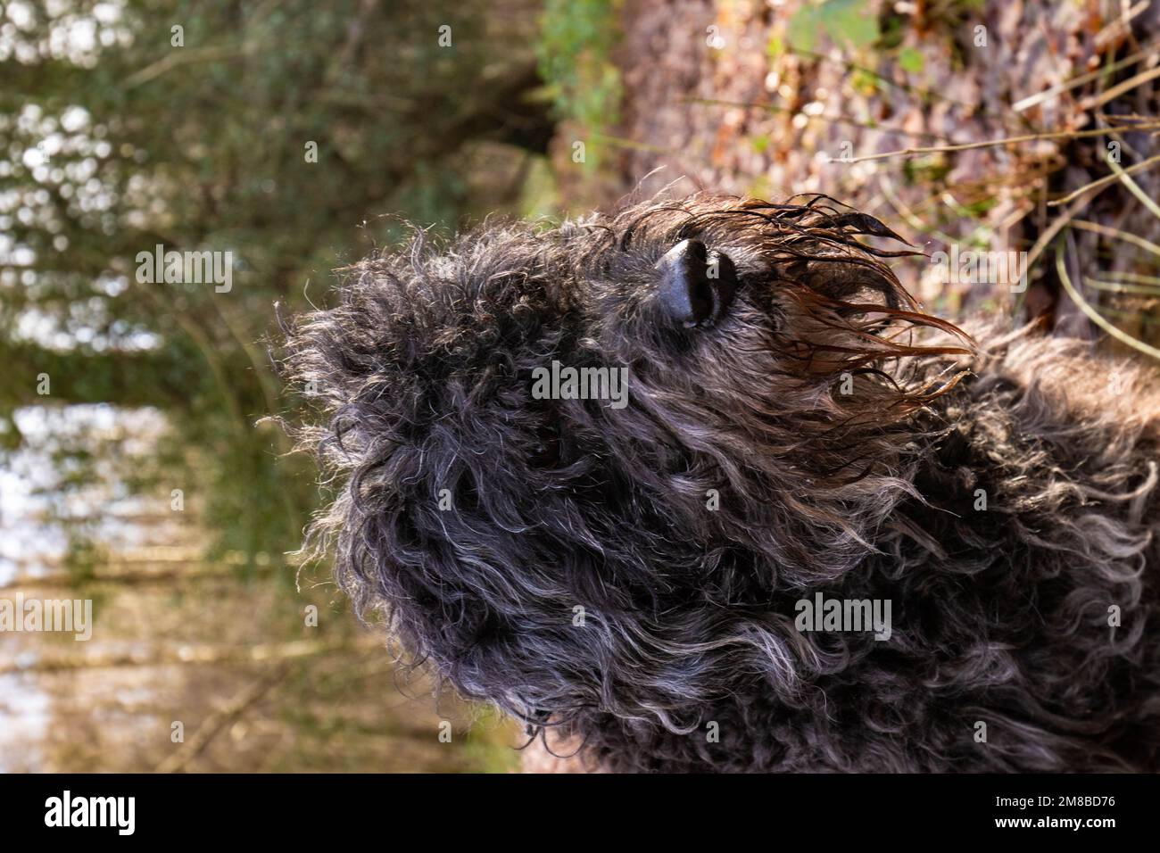 Simpatico bucky Bouvier des Flandres cane nel bosco in una giornata di sole Foto Stock