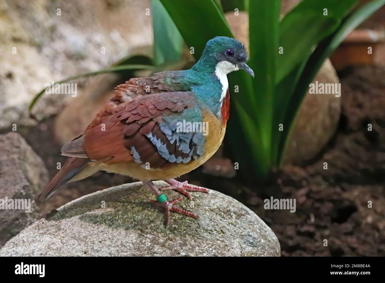 Mindanao cuore sanguinante, in cattività Foto Stock