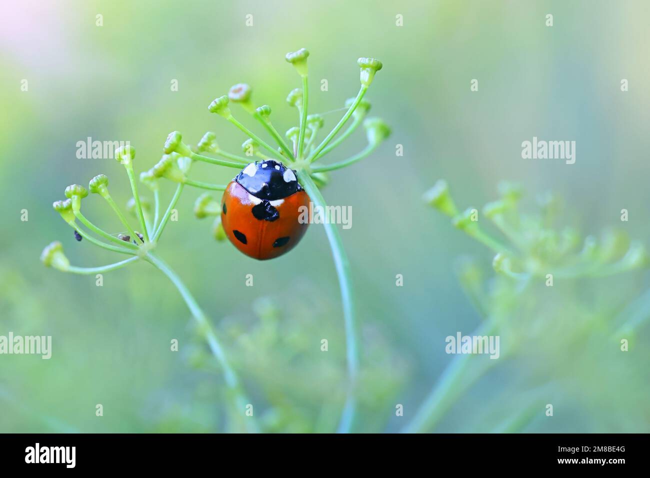 Ladybird e finocchio fiorito Foto Stock