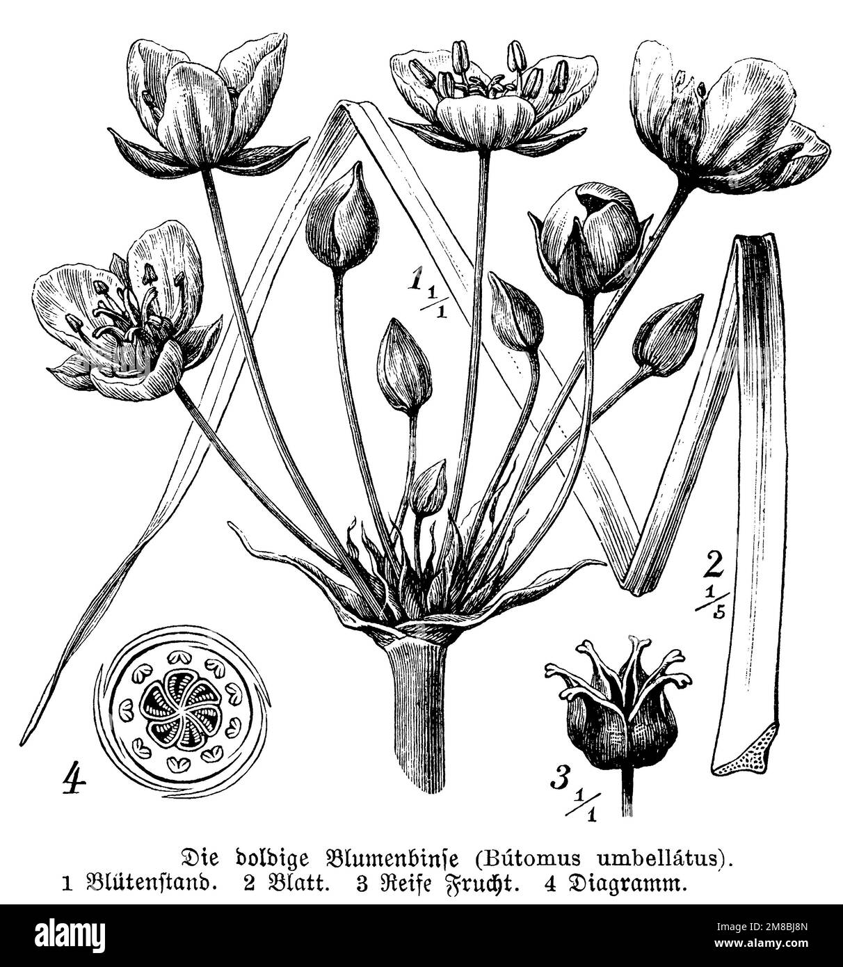 Corsa fiorente, Butomus umbellatus, anonym (libro di botanica, 1888), Schwanenblume, Jonc fleuri Foto Stock