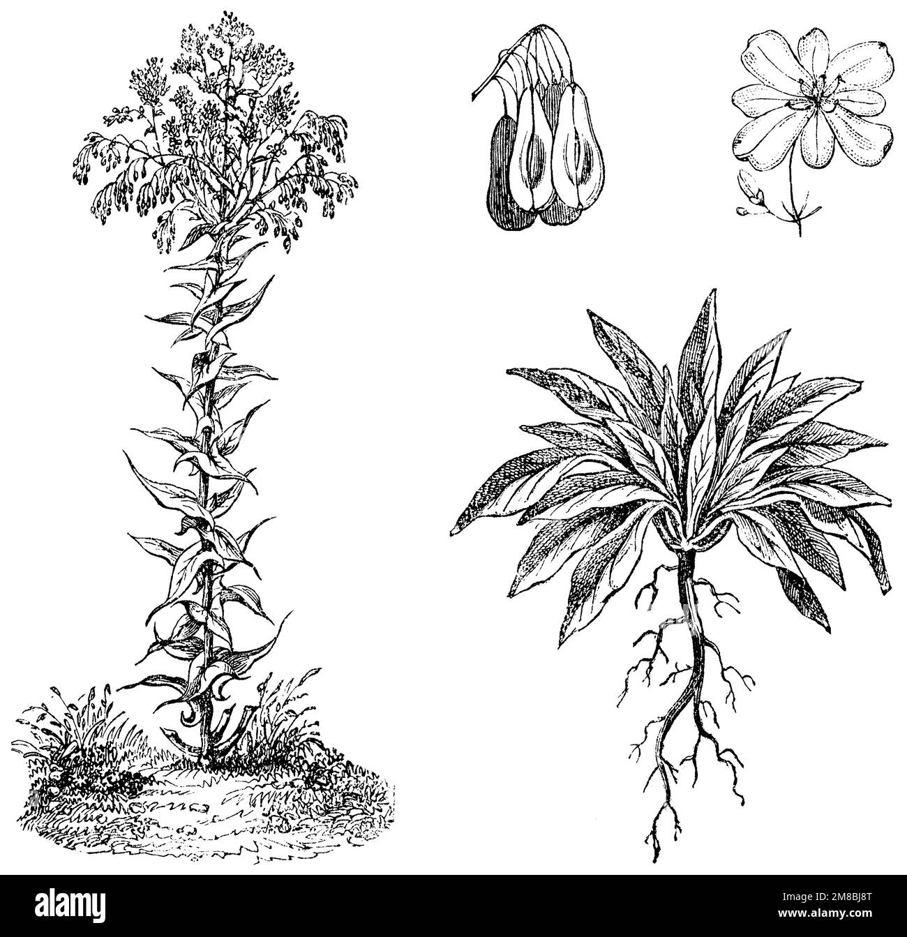 WOAD, Isatis tinctoria, Anonym (libro agricolo, 1876), Färberwaid, Pastel des teinturiers Foto Stock