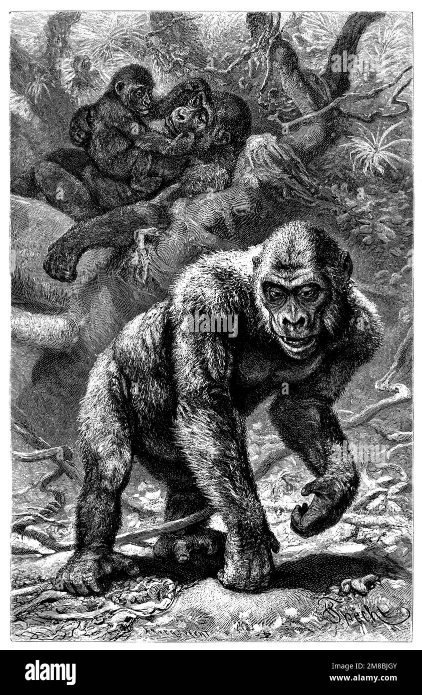 gorilla, Gorilla gorilla, Friedrich Specht (Zeichner) (enciclopedia, 1888), Gorilla, gorille Foto Stock