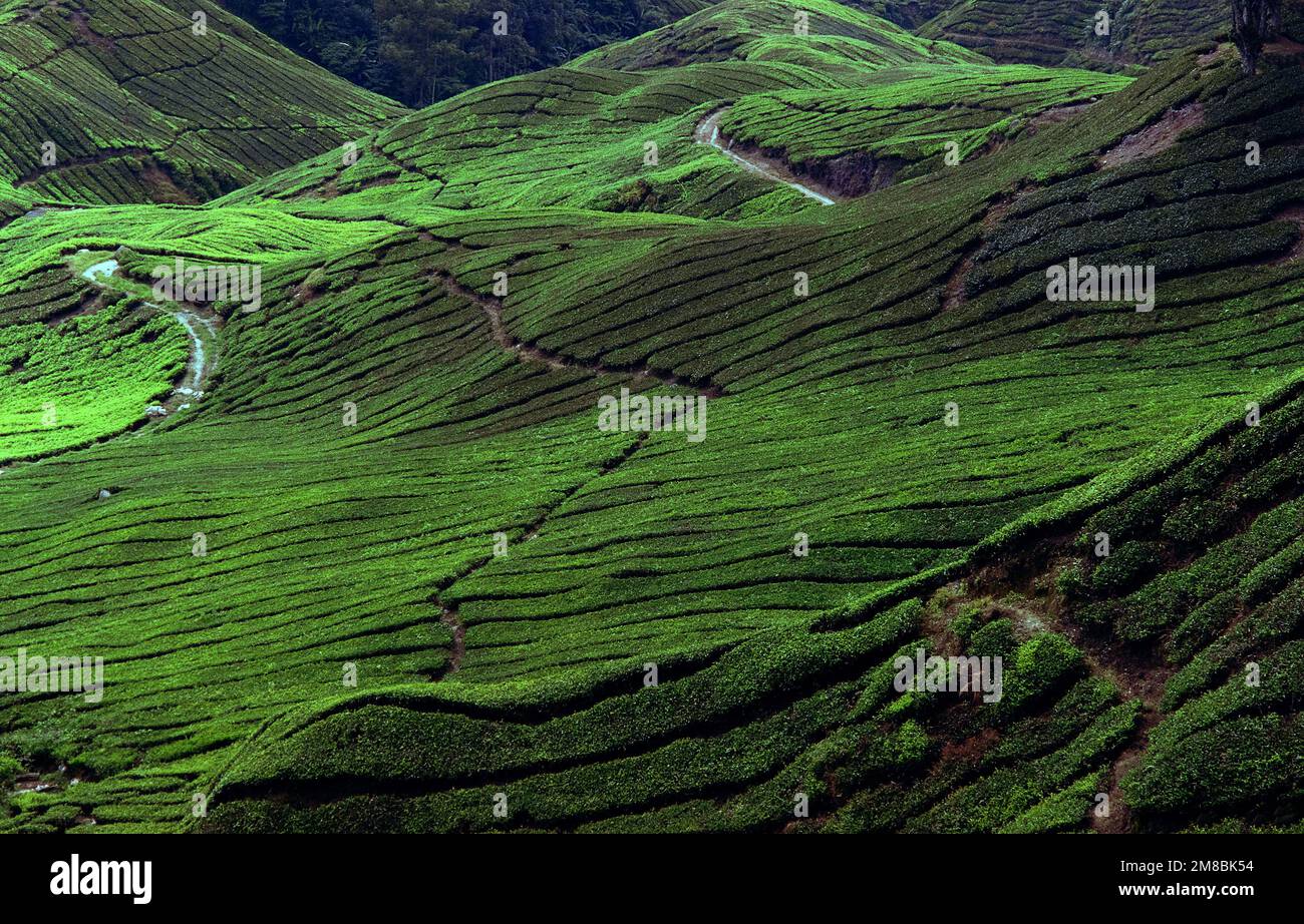 Cameron Highlands in Malesia. Asia. Piantagioni di tè nello stato di Pahang. vvvbvanbree fotografie. Foto Stock