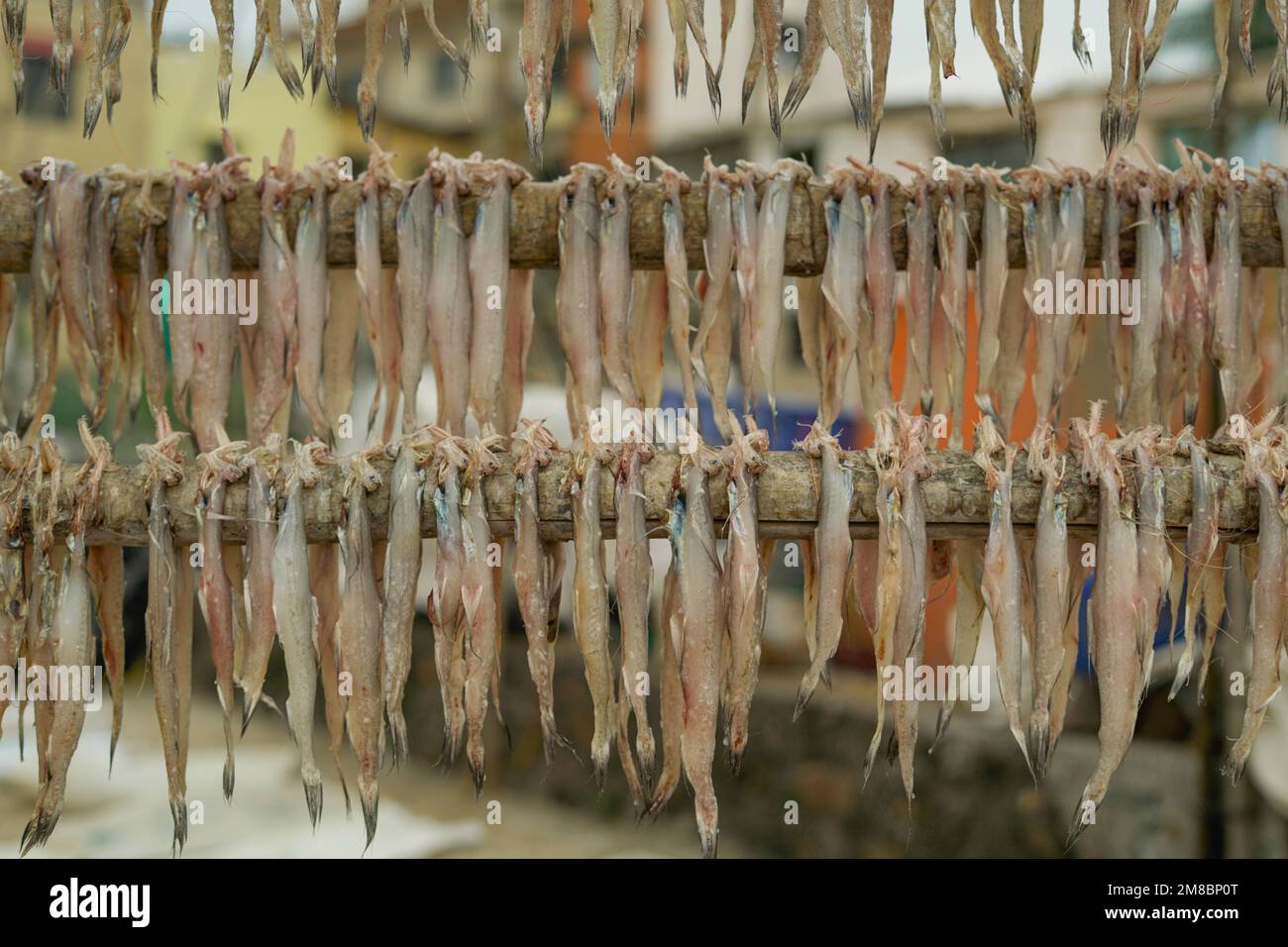 Il pesce di lucertola di anatra di Bombay umido o il pesce di Bombil stanno asciugando su legno di Bambu. Foto Stock