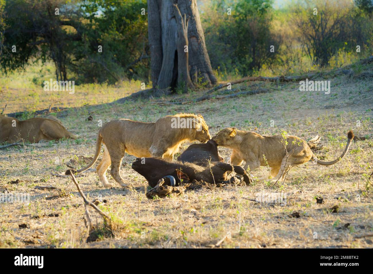 2 Lions (Panthera leo) che tirano su una carcassa di Cape Buffalo. Parco Nazionale di Bwabwata, Namibia Foto Stock