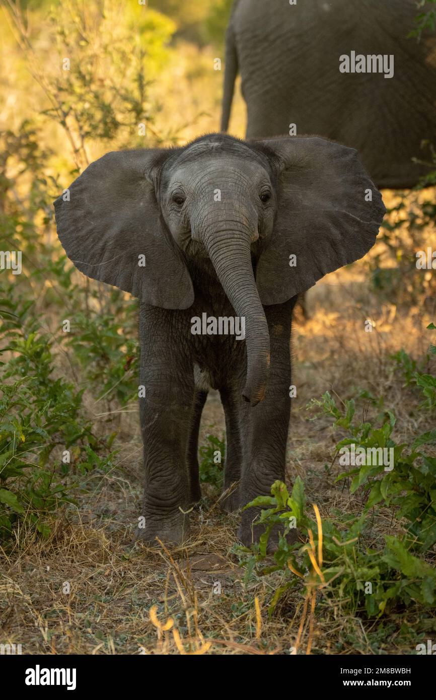 Baby African cespuglio elefante si alza testa di sollevamento Foto Stock