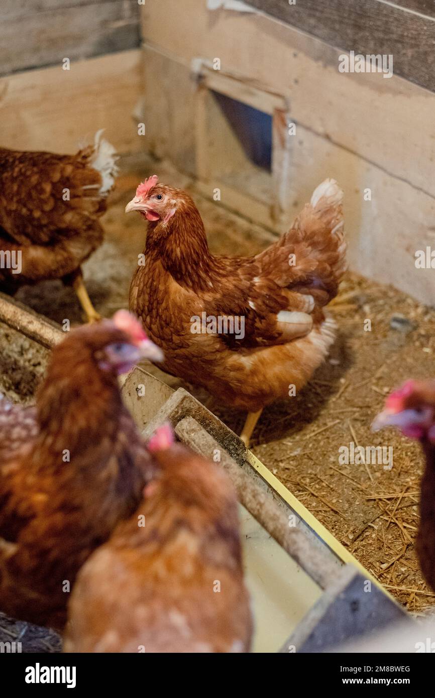 galline rosse nella gabbia di pollo. Pollame per l'agricoltura nel villaggio Foto Stock
