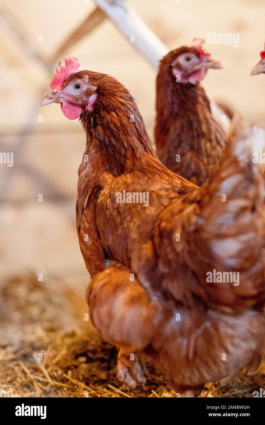 gallina rossa in primo piano della gabbia di pollo. Pollame per l'agricoltura nel villaggio Foto Stock