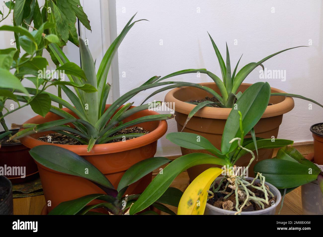 Una stanza piena di tropici: Ananas, avocado, e piante di Orchidea. Foto Stock