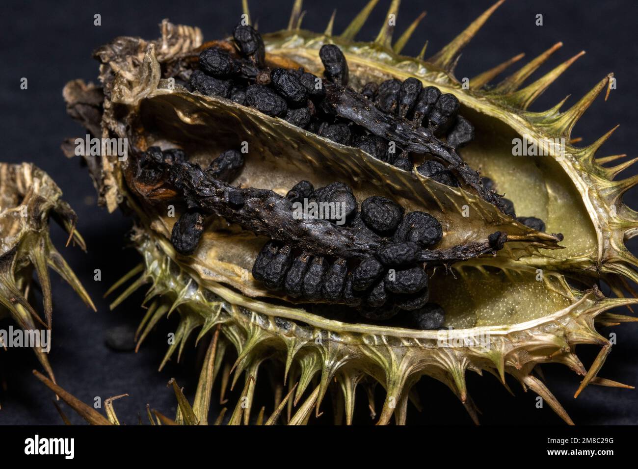 Mentre il pod di seme prickly della Datura si asciuga fuori si spezza e fa cadere i molti semi immagazzinati all'interno. Questo è noto come deiscenza, Foto Stock