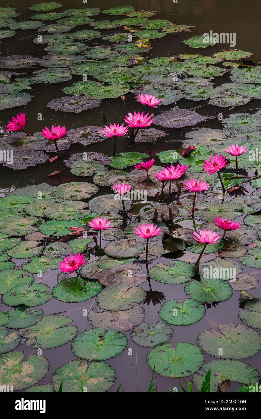Fiori di loto rosa in fiore (Nelumbo nucifera) nello stagno di Pai, Thailandia del Nord Foto Stock