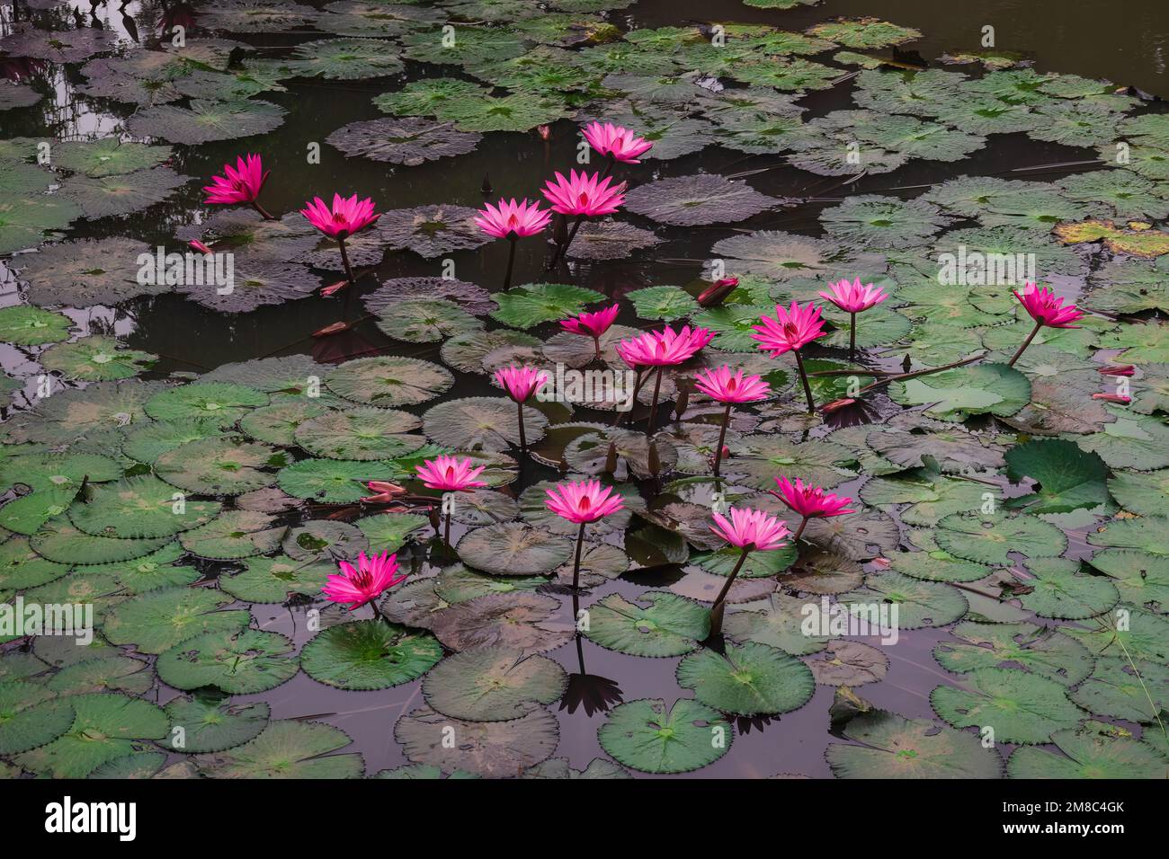 Fiori di loto rosa in fiore (Nelumbo nucifera) nello stagno di Pai, Thailandia del Nord Foto Stock