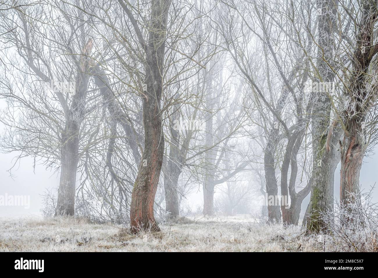 Una mistica mattina d'inverno nebbiosa nella zona boscosa sulle rive del fiume Ipoly, Balassagyarmat, Ungheria Foto Stock