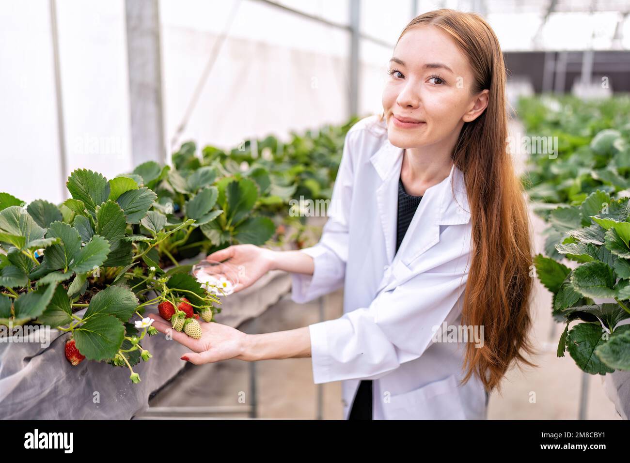 Un ricercatore di frutta in agricoltura idroponica serra ad alta tecnologia monitorare la crescita di fragole vegetali Foto Stock