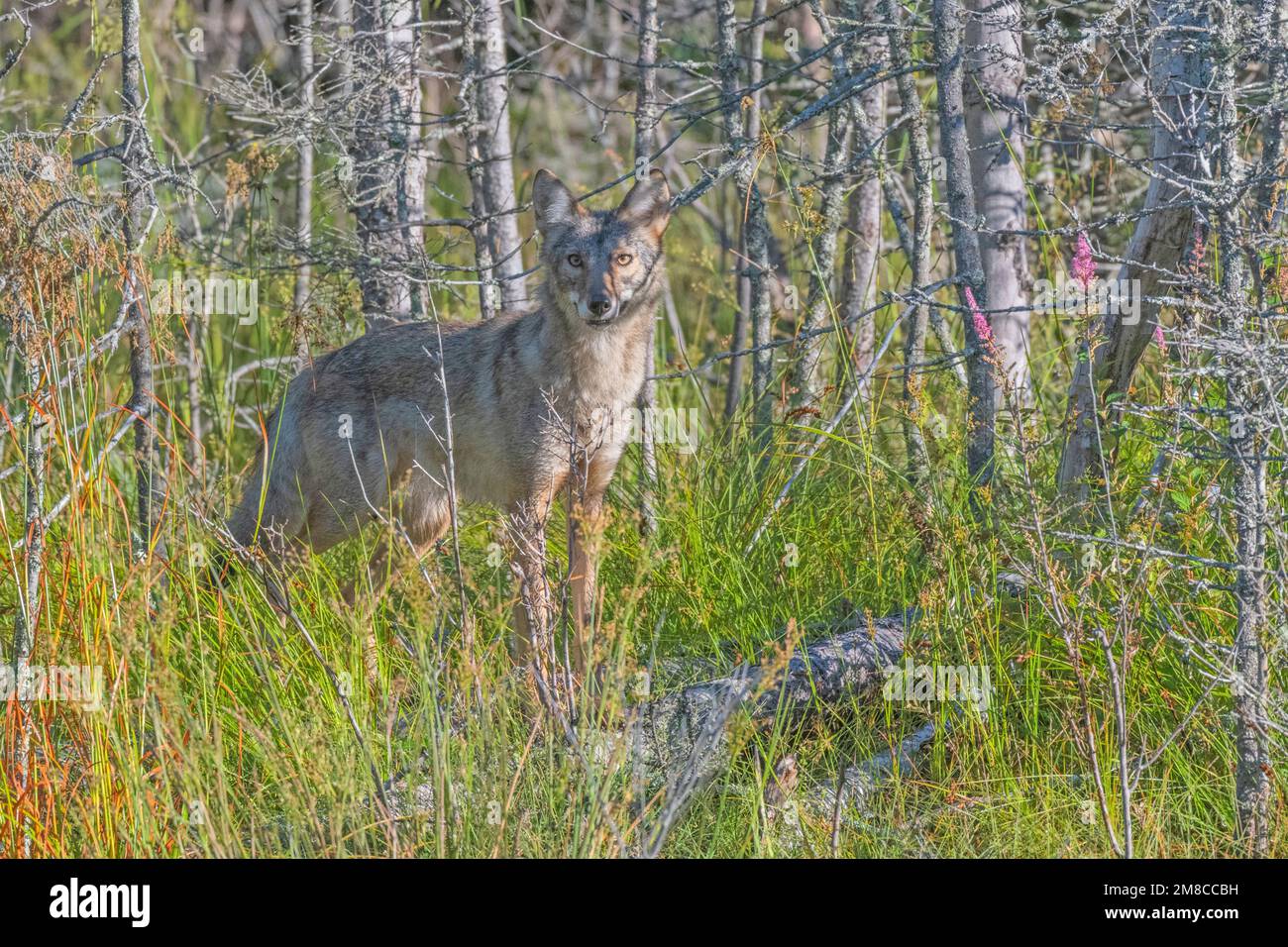 Coyote orientale (Canis latrans var). Acadia National Park, Maine, USA. Foto Stock