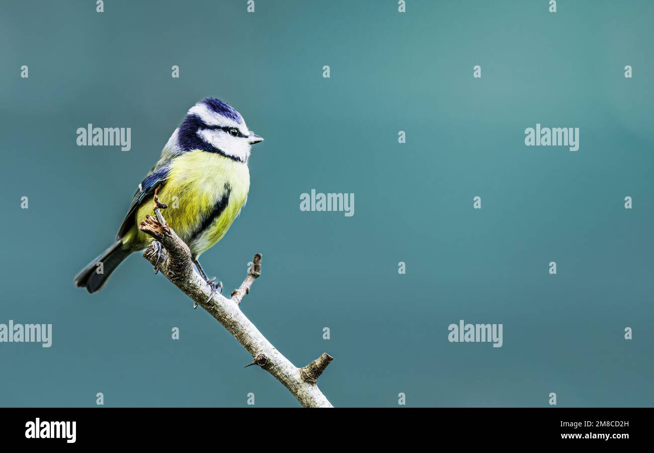 Primo piano di un bluetit su un ramo di albero con uno sfondo liscio e pulito Foto Stock