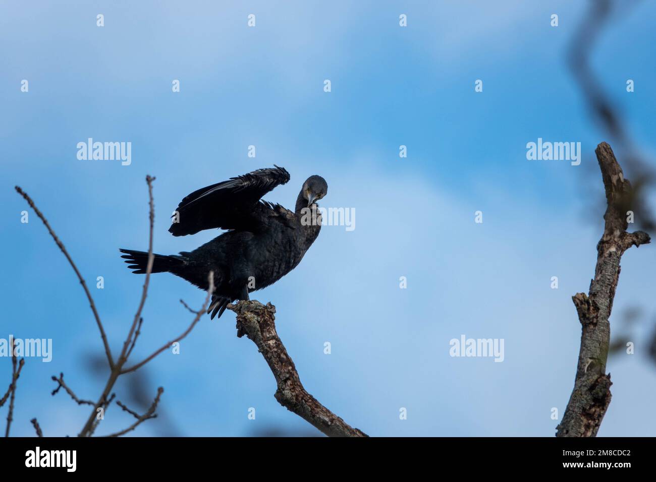 cormorano equilibrato sul ramo di un albero con cielo blu e nuvole sullo sfondo Foto Stock