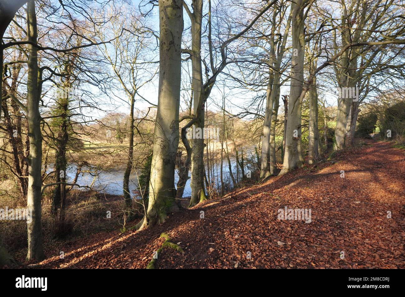 Fiume Wensum vicino Drayton, ad ovest di Norwich, Norfolk, Inghilterra, Regno Unito. Foto Stock
