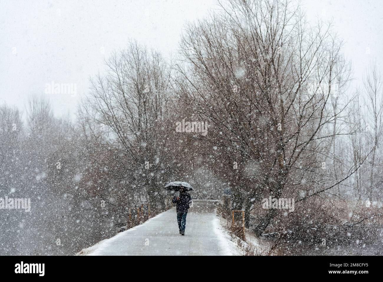 Un uomo con un ombrello cammina lungo una strada innevata durante le nevicate. Il Kashmir ha ricevuto nevicate fresche, con le cali più alte della valle che hanno ricevuto nevicate da moderate a pesanti e nevicate da leggere a moderate in pianura, causando una visibilità distruttiva. Questo ha influito sulle operazioni di volo insieme alla chiusura dell'autostrada nazionale Srinagar-Jammu. Foto Stock