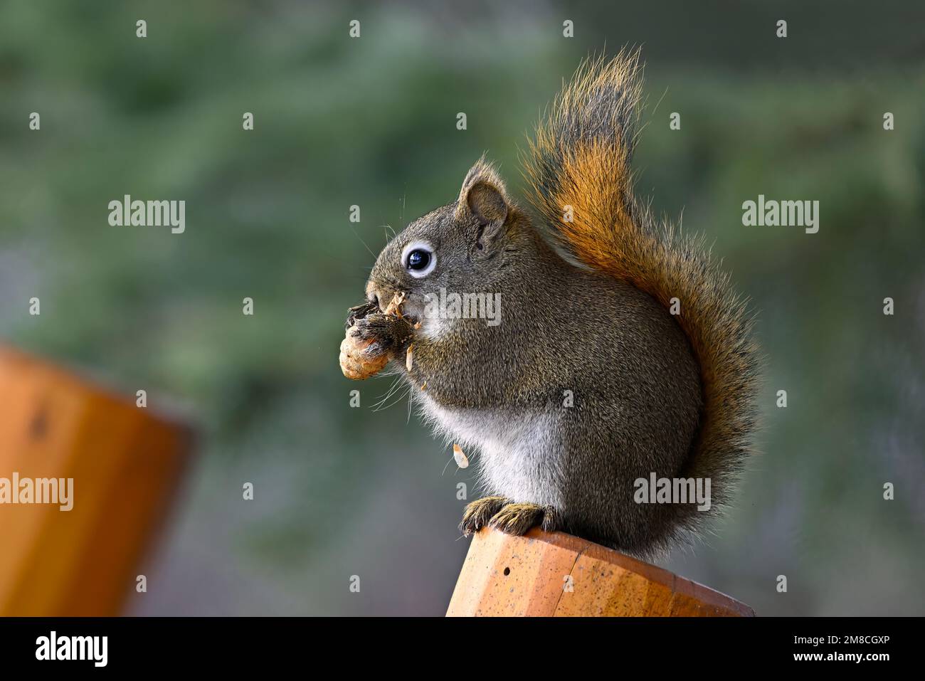 Uno scoiattolo rosso ' Tamiasciurus hudsonicus', seduto su una panchina del parco che mangia un cono di abete rosso Foto Stock