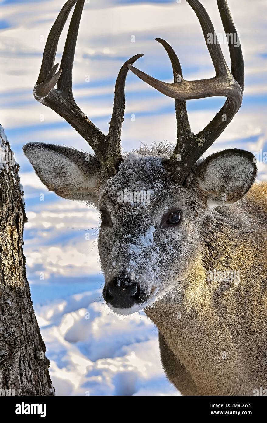 Un cervo maschio adulto dalla coda bianca 'Odocoileus virginianus', con neve fresca sul suo volto nel suo habitat boschivo nella zona rurale Alberta Canada. Foto Stock