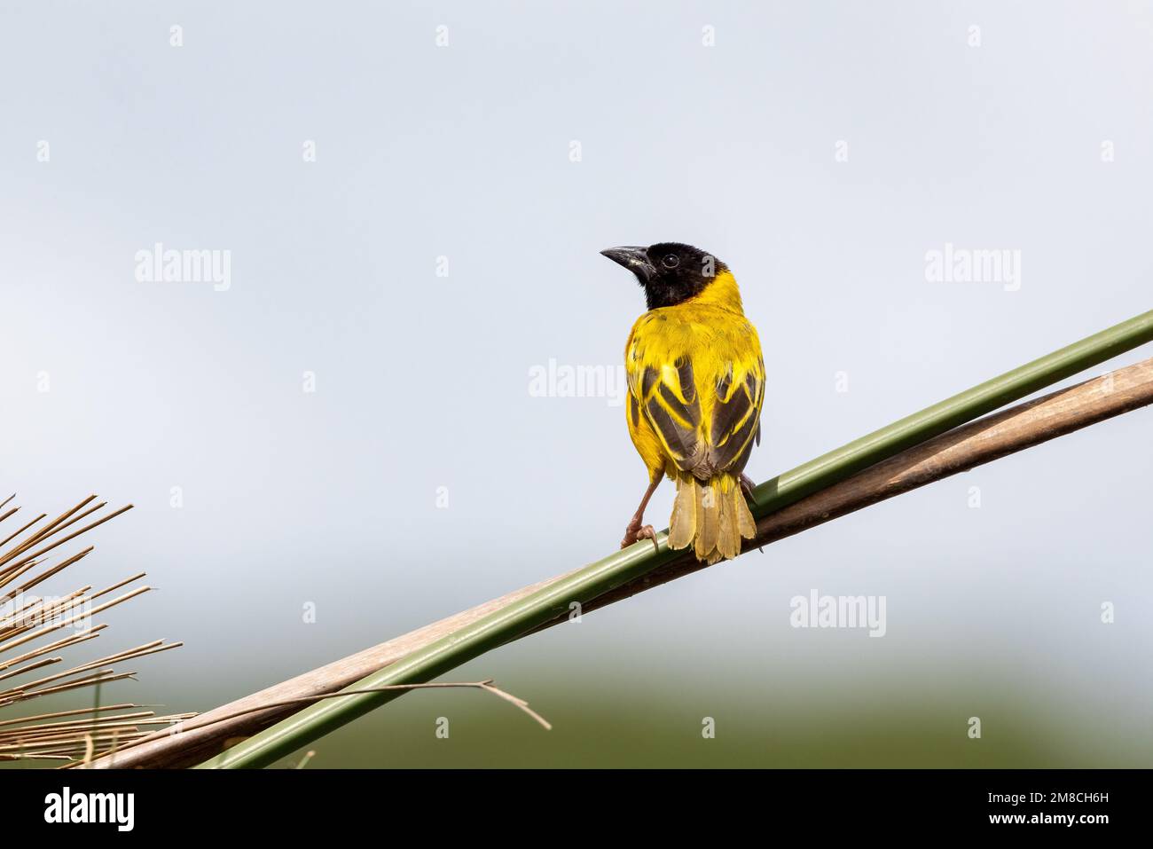 La comunità degli uccelli Weaver dalla testa nera, Ploceus melanocephalus, il Parco Nazionale della Regina Elisabetta, Uganda. Questi piccoli uccelli nidificano in gruppi per l'aggiunta di protettori Foto Stock