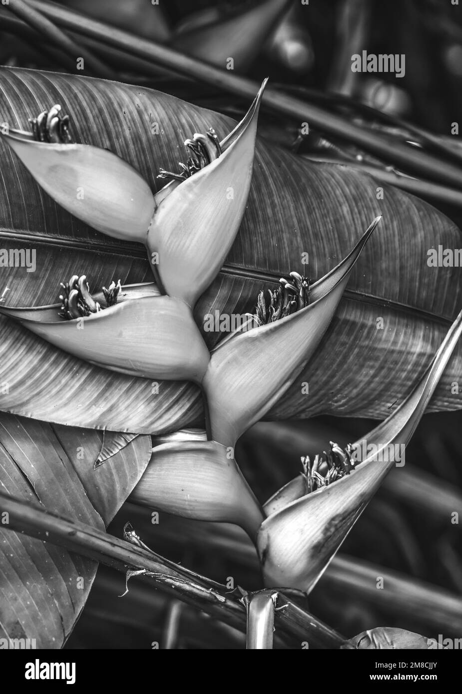 Fiori bianchi e neri artigli di aragoste Heliconia rostrata foglie Fairchild Garden Coral Gables Florida anche noto come falso uccello del paradiso Foto Stock