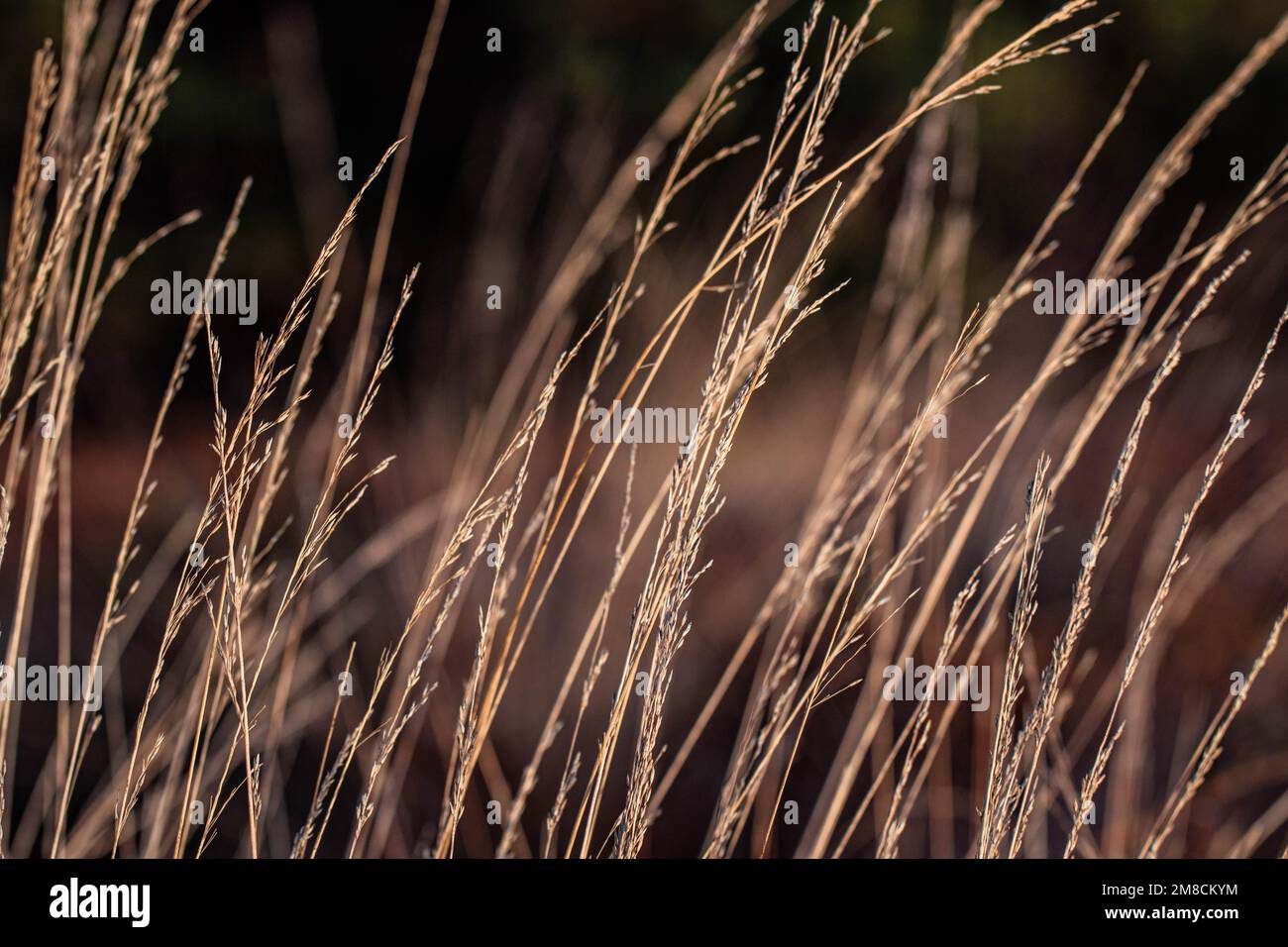 Erba dorata che soffia nel vento sullo sfondo della primavera Foto Stock