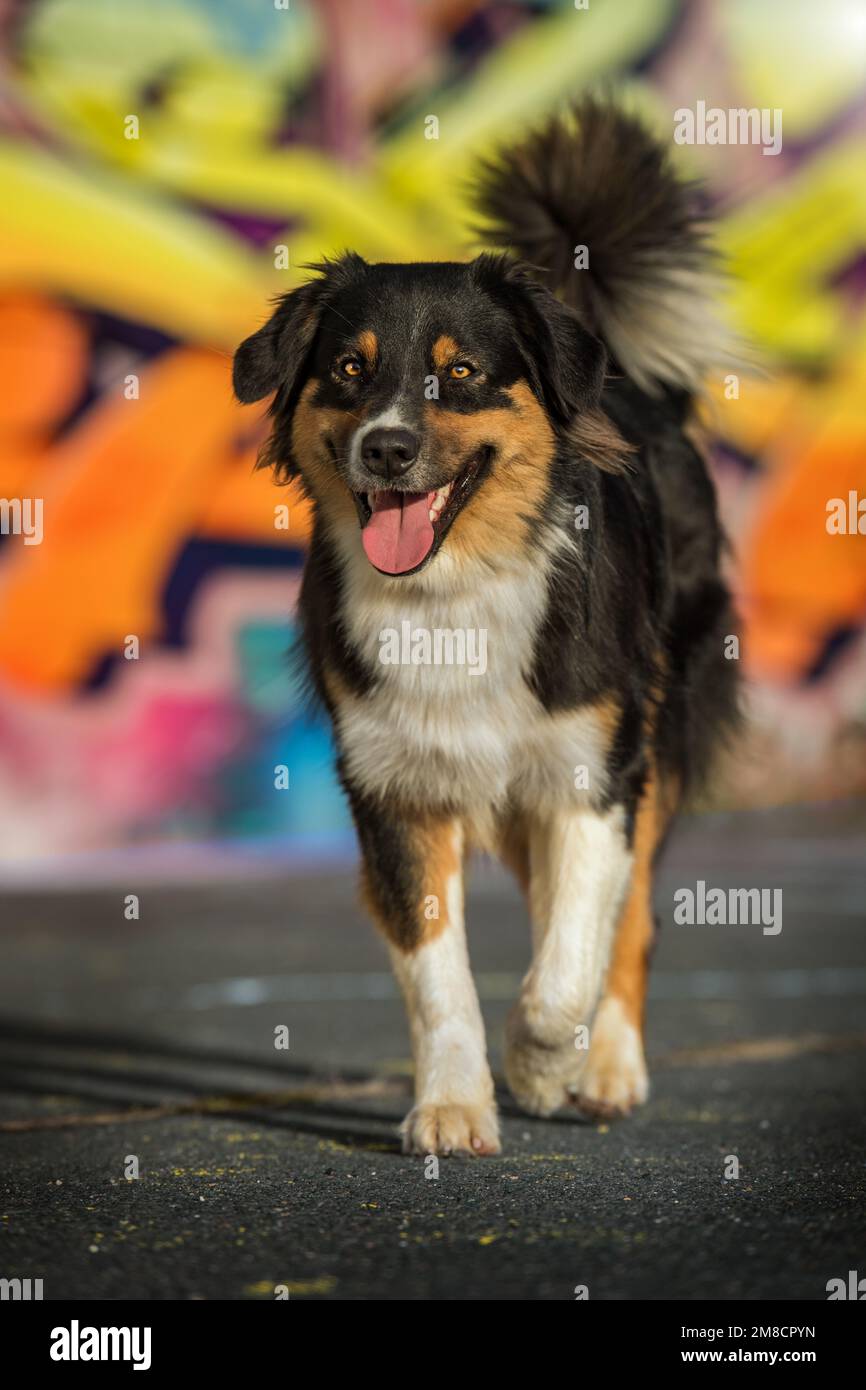 Cane pastore australiano adulto su sfondo colorato che corre alla macchina fotografica Foto Stock