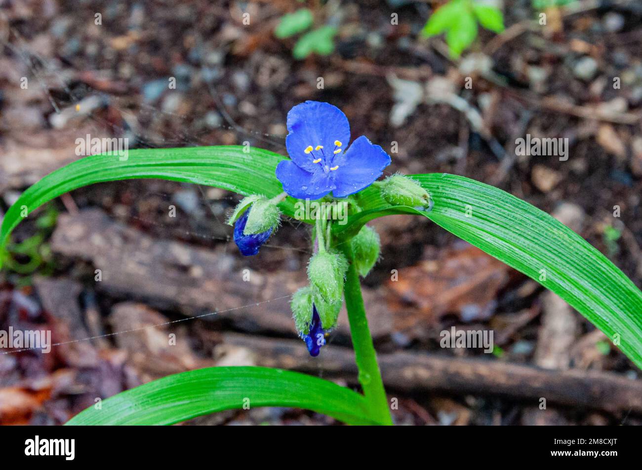 Wildflower in una mattina di primavera piovosa, Shenandoah National Park Virginia USA, Virginia Foto Stock