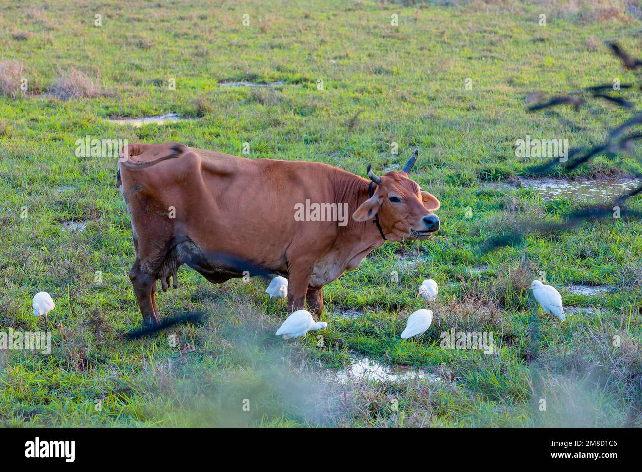 Le gregge di bestiame mangiano insetti mentre la mucca pascola nel campo. Foto Stock