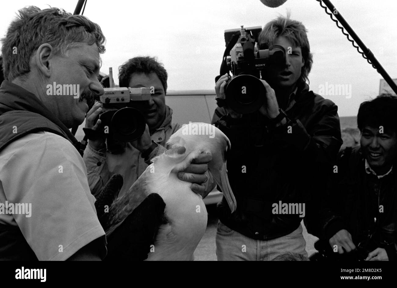 Steve Goodbred del Dipartimento di pesca e gioco della California mostra un albatross Lysaan prima che l'uccello è rilasciato. L'albatross è uno dei centinaia di uccelli che sono stati puliti dopo essere stati coperti di petrolio a seguito di una fuoriuscita di petrolio vicino a Huntington Beach, California, il 7 febbraio. Base: PAC Missile Test Ctr, Point Mugu Stato: California (CA) Paese: Stati Uniti d'America (USA) Foto Stock