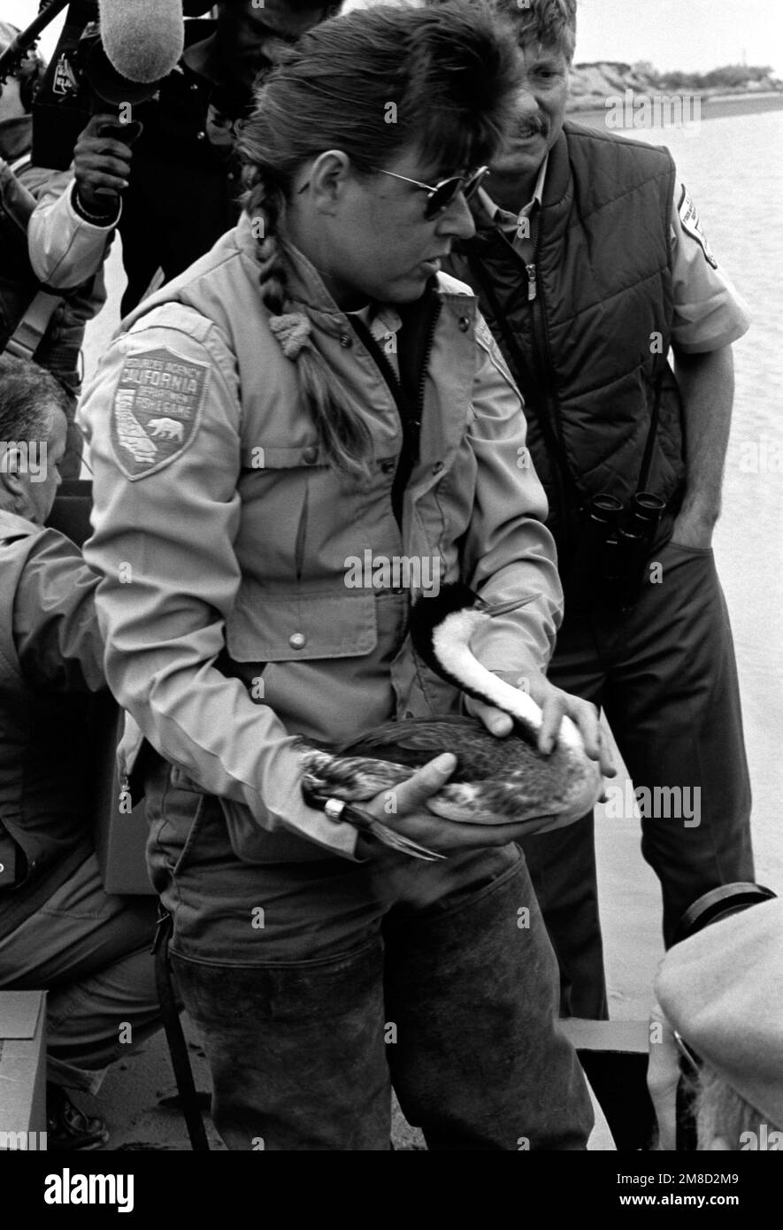 Un ufficiale del Dipartimento del pesce e del gioco della California trasporta un uccello ai margini della Laguna di Point Mugu prima di rilasciarlo. L'uccello è una delle centinaia che sono state pulite in su dopo essere stato coperto con petrolio a seguito di una fuoriuscita di petrolio vicino a Huntington Beach, California, il 7 febbraio. Base: PAC Missile Test Ctr, Point Mugu Stato: California (CA) Paese: Stati Uniti d'America (USA) Foto Stock