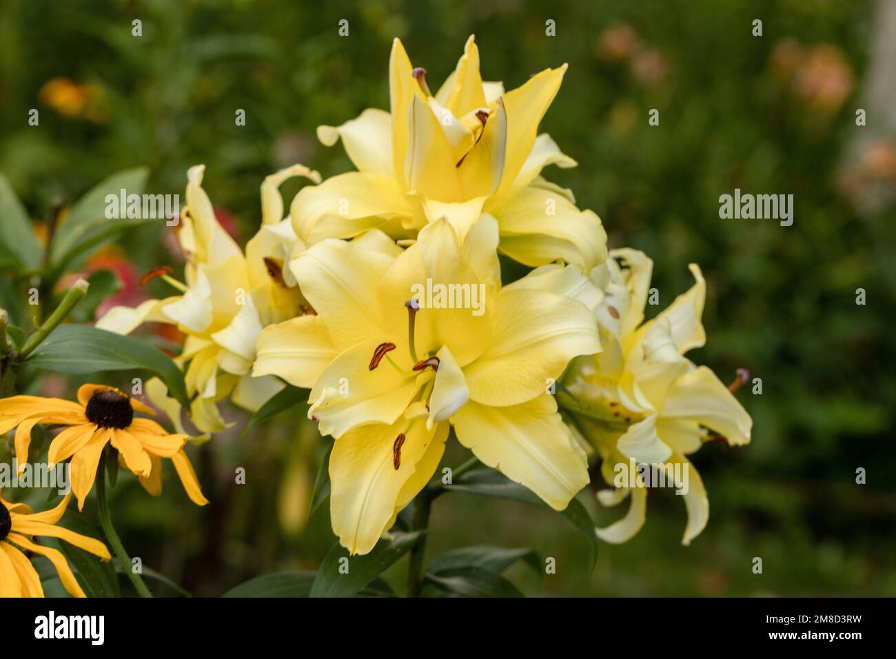 Lily Exotic Sun double yellow flowers - OT-Hybrid Foto Stock