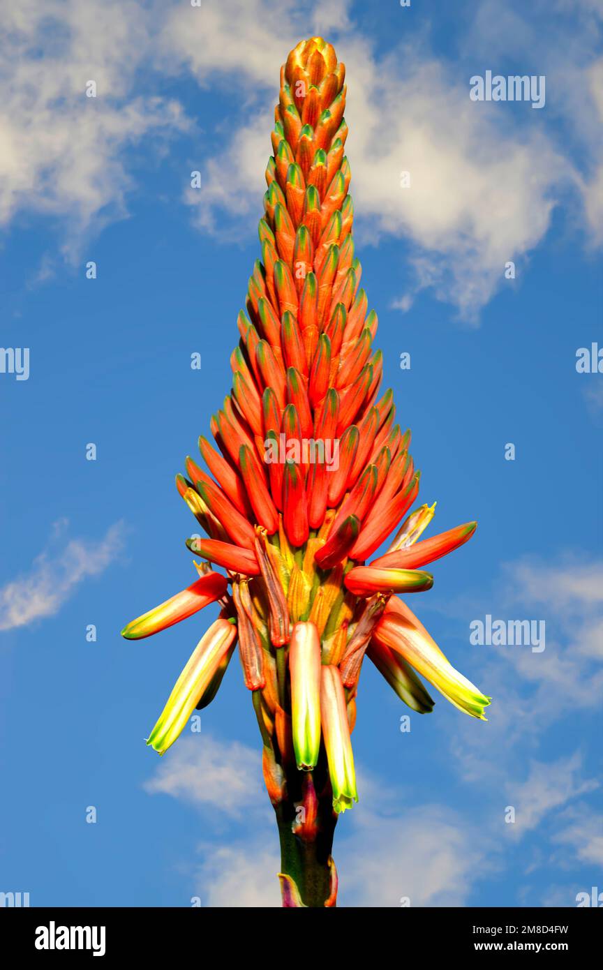 Testa di fiore di aloe arborescens 'Compton' con un cielo blu Foto Stock