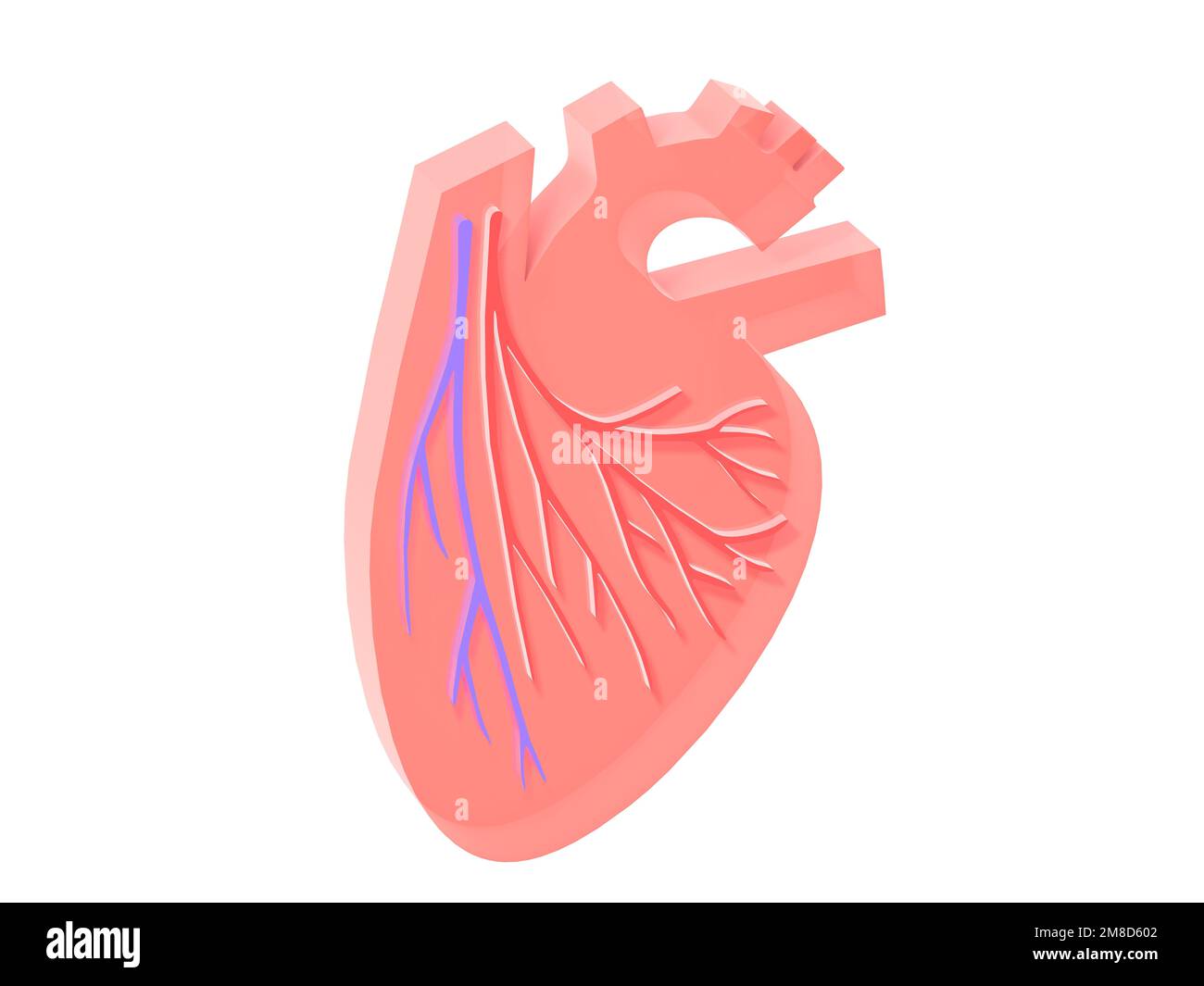 3d illustrazione del cuore con vene e arterie coronarie. Rappresentazione grafica piatta con ritaglio del volume su sfondo bianco. Foto Stock