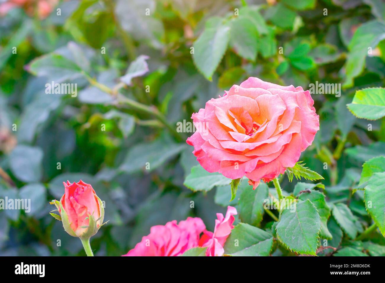 Rosa rosa dolce e fresco su verde chiaro lascia sfondo nel giardino in primavera in una giornata di sole. Foto Stock