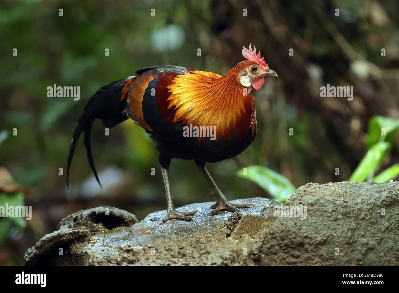 Junglefowl rosso (Gallus gallus gallus) maschio adulto in piedi su una roccia Cat Tien, Vietnam. Dicembre Foto Stock