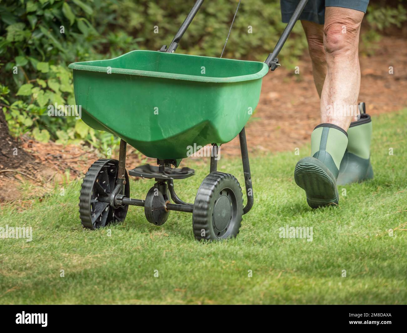 Uomo semina e fertilizzazione prato residenziale cortile con spanditore manuale semi da prato. Foto Stock