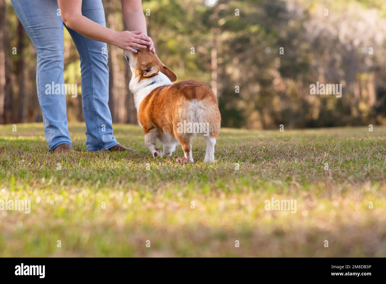 Il cane Corgi gallese viene accarezzato dal proprietario fuori in un parco. Corgi di colore rosso e bianco. Foto Stock