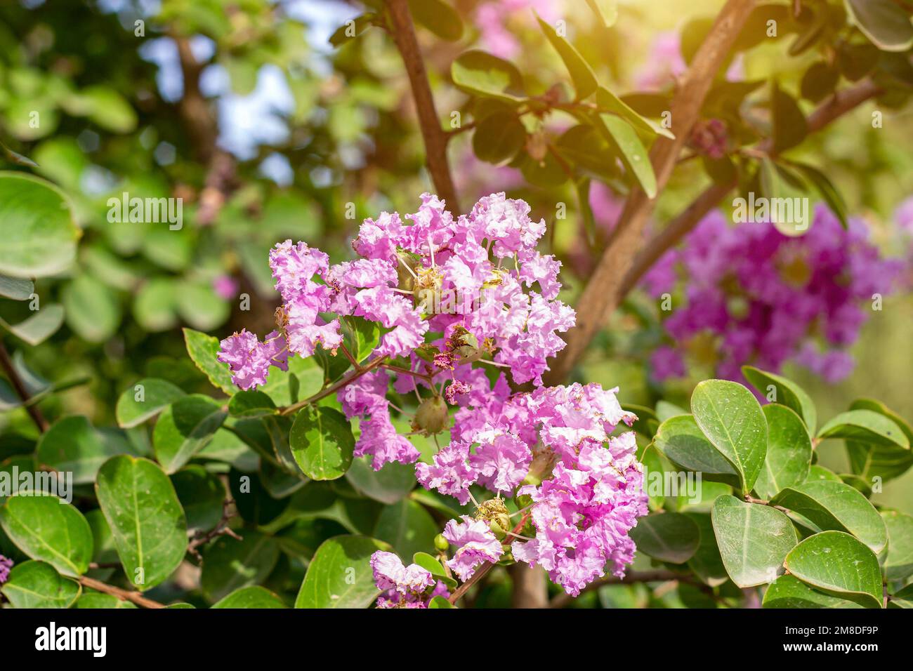 Rosa brillante Lagerstroemia indica (mirto di colza) fiori con foglie verdi su rami nel giardino in estate. Foto Stock