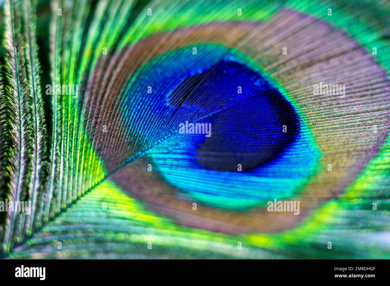 Primo piano con piume maschio di coda blu e verde brillante. Foto Stock