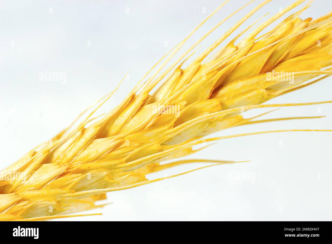 Gambo di grano giallo brillante con grani su fondo bianco primo piano. Foto Stock