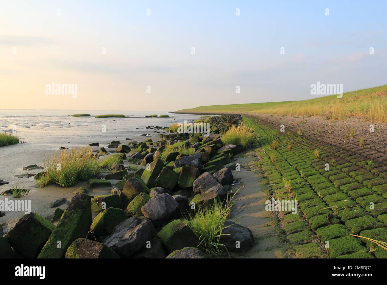 un paesaggio della costa olandese con pietre e erbe nel mudflat sotto la parete del mare westerschelde in estate Foto Stock
