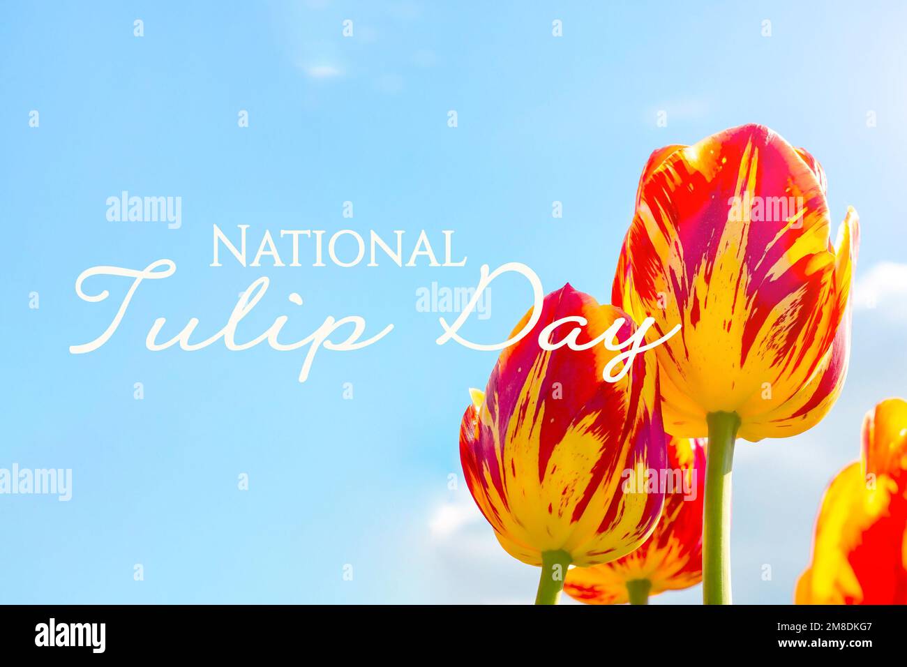 Rosso brillante, arancione e giallo fiori di tulipano fioriti sul campo in primavera contro il cielo blu con le parole National Tulip Day. Foto Stock