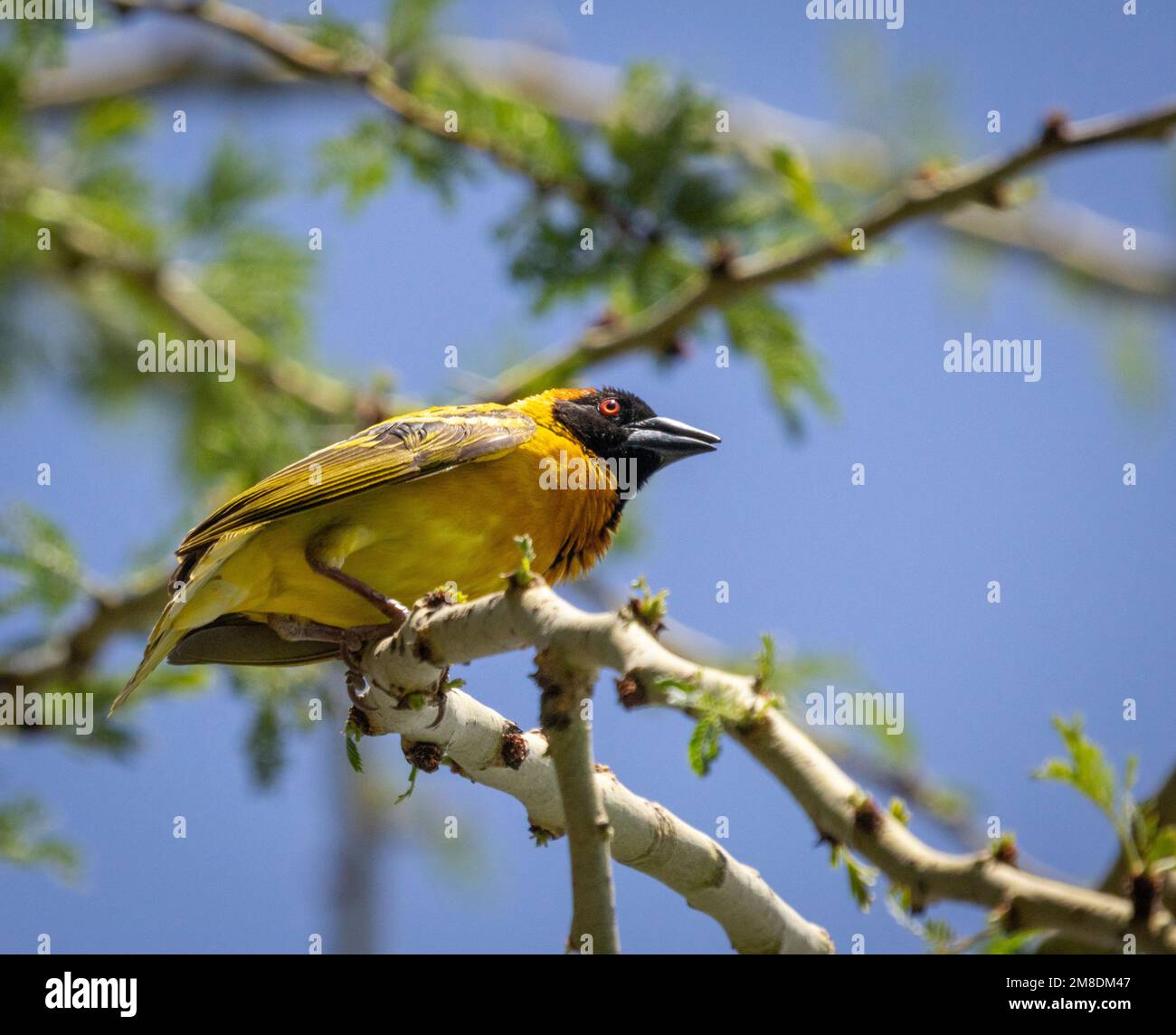 Tessitore di Speke (Ploceus spekei) su ramo, Masai Mara, Kenya, Africa Foto Stock