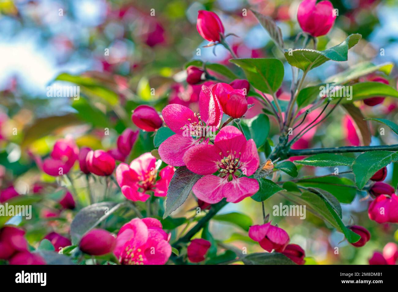Fiori rosa brillante decorativo di ananas granchio su sfondo verde foglie nel giardino in primavera. Foto Stock