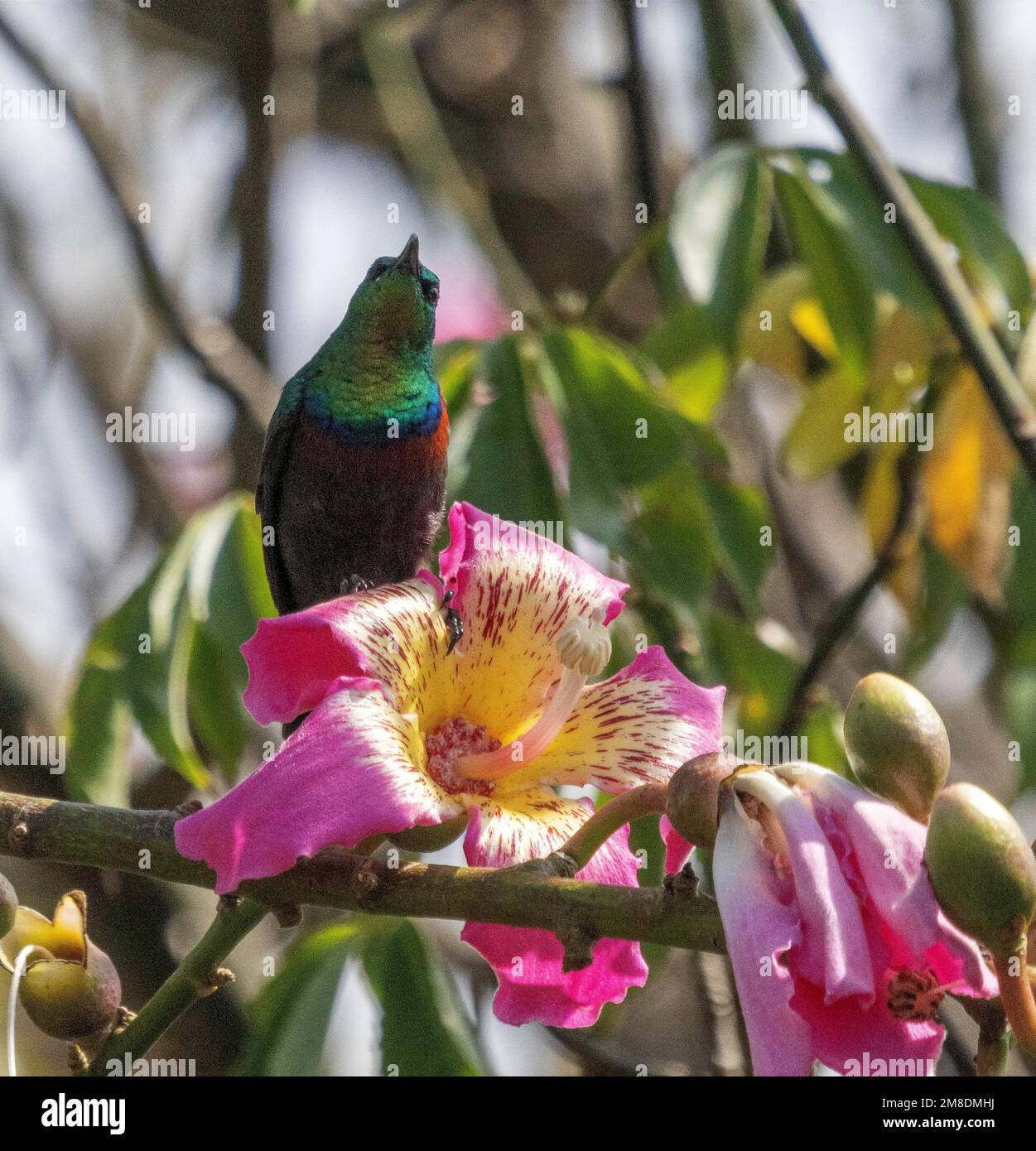 Bellissimo uccello solare (Cinnyris pulchella), Masai Mara National Park, Kenya, Africa Foto Stock