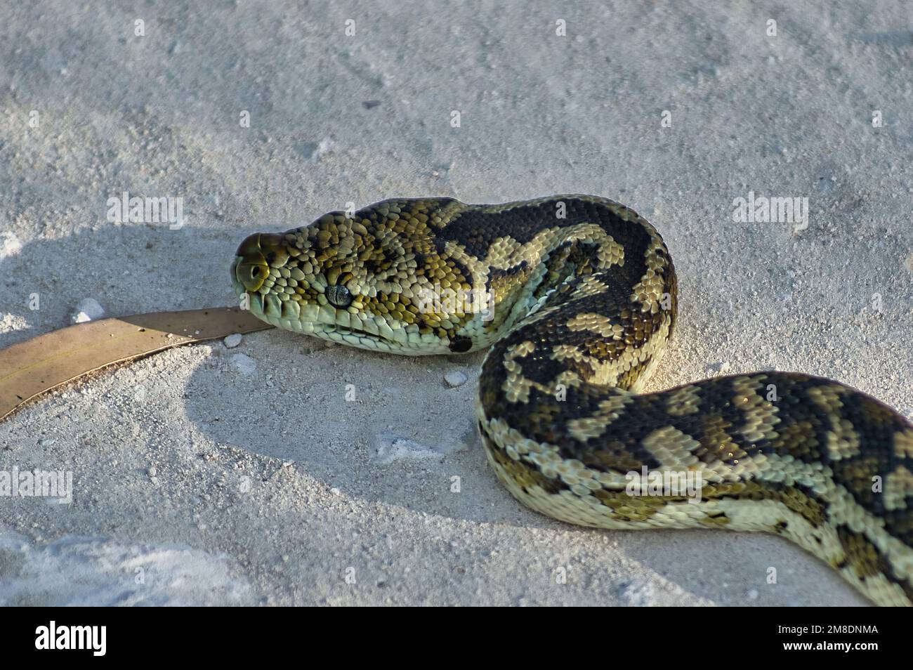 Un python tappeto, Morelia spilota, su una strada in Australia Occidentale Foto Stock